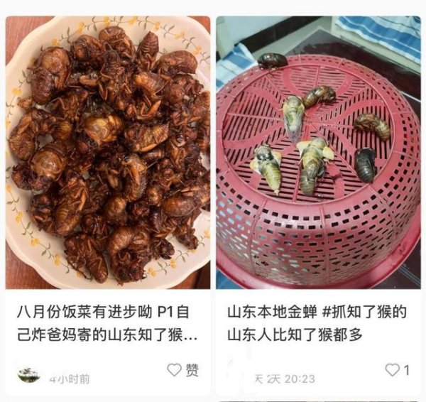 掘金配资 “一只知了猴顶三个鸡蛋”？食用昆虫还需警惕过敏